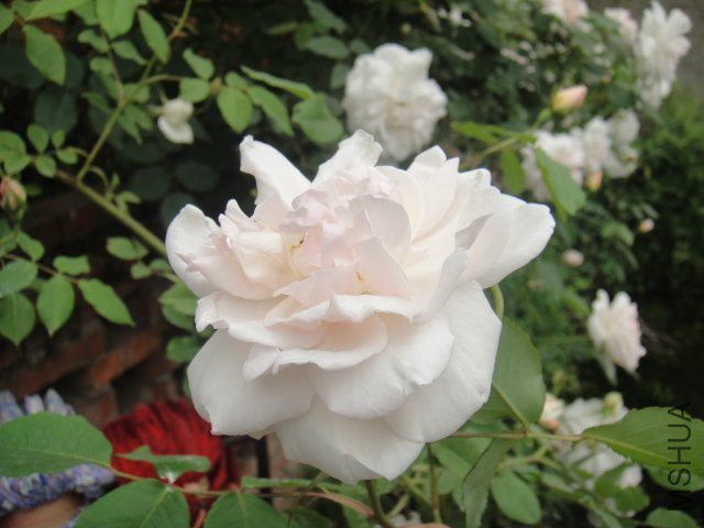 DSC01383.JPG