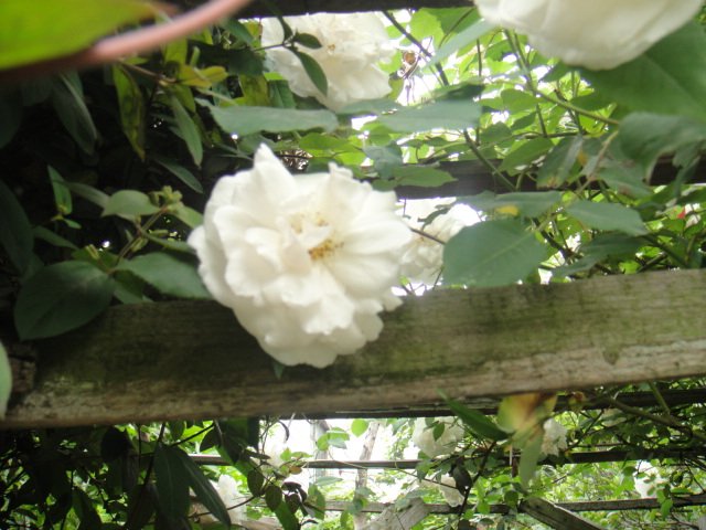 DSC01389.JPG
