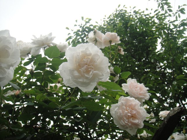 DSC01391.JPG