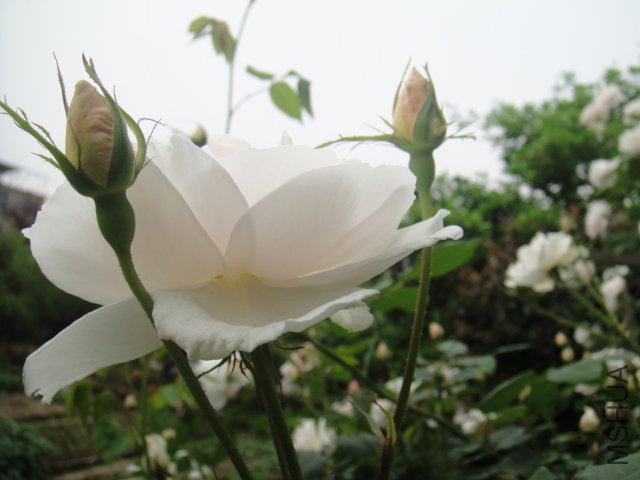 DSC01401.JPG
