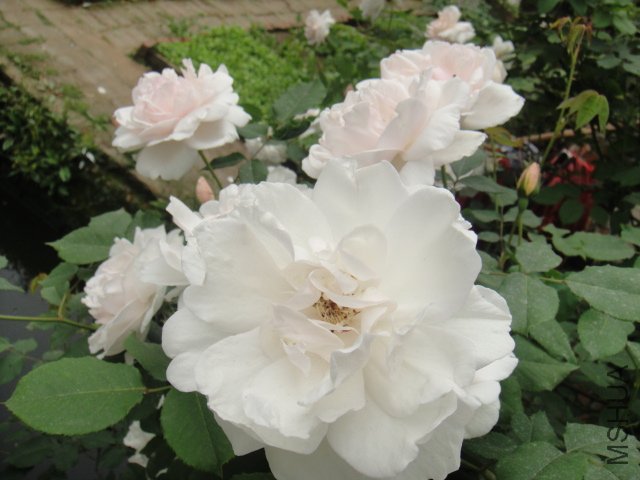 DSC01399.JPG