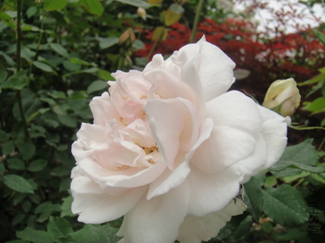 DSC01398.JPG