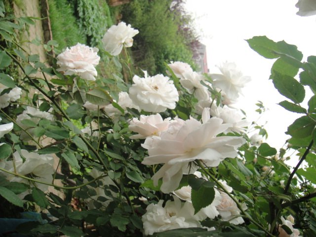 DSC01393.JPG