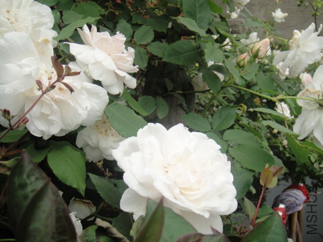 DSC01410.JPG
