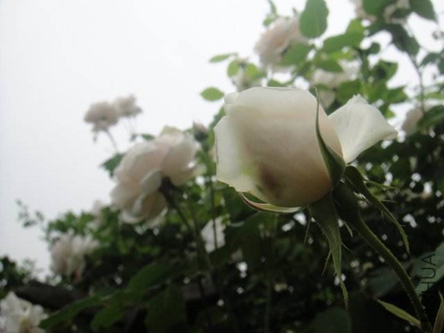 DSC01397.JPG