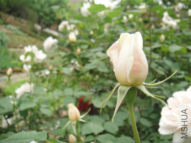 DSC01400.JPG