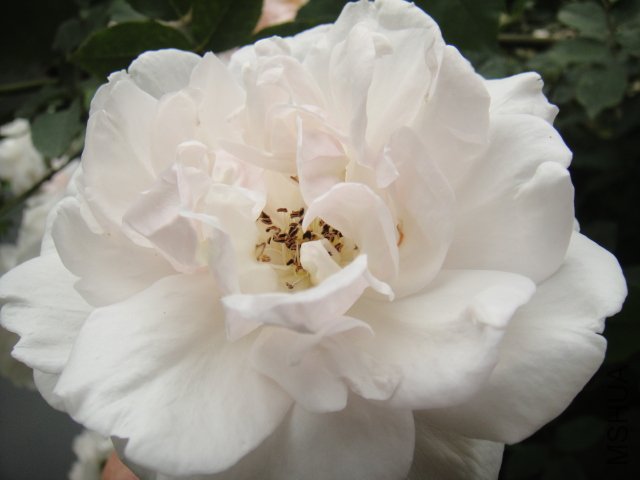 DSC01406.JPG