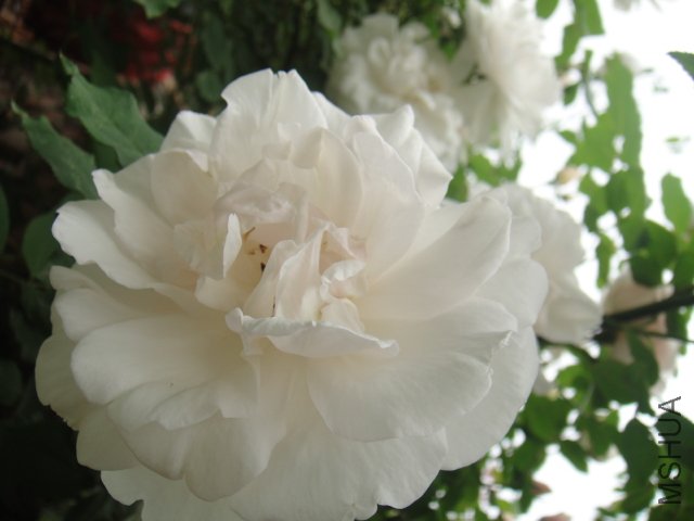 DSC01405.JPG