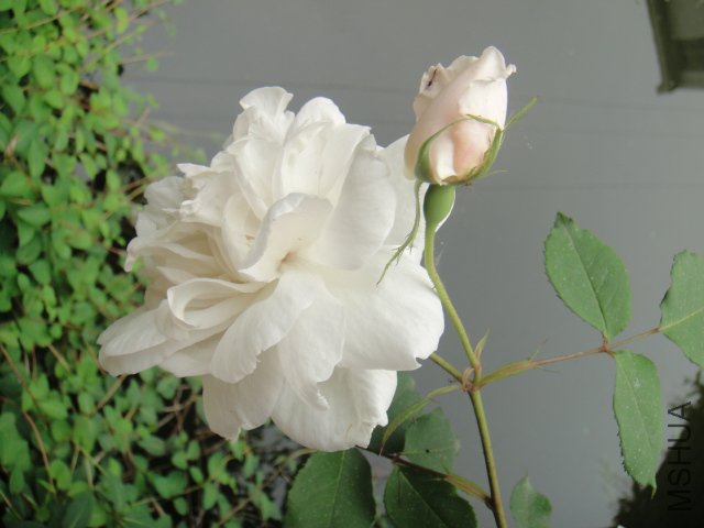 DSC01403.JPG