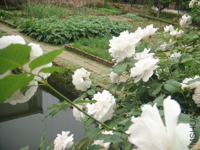 DSC01394.JPG