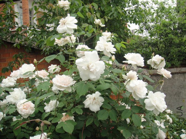 DSC01409.JPG