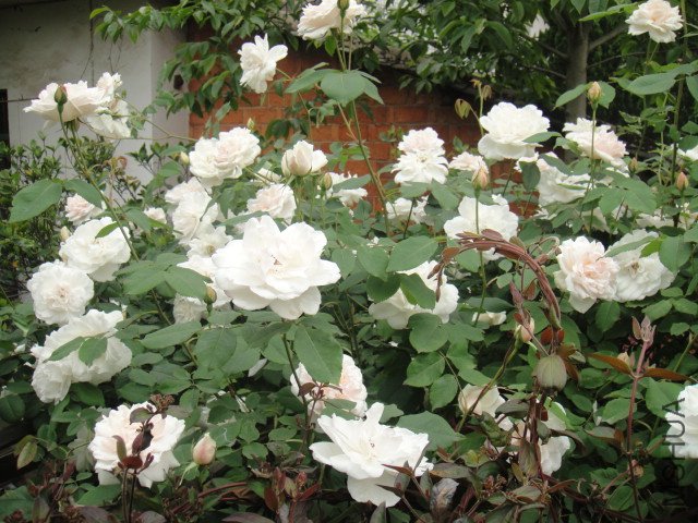 DSC01408.JPG