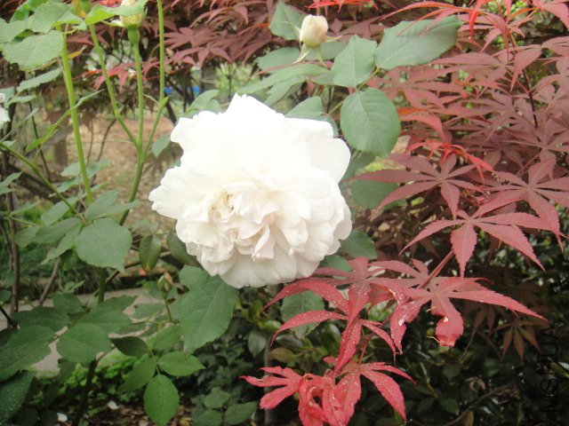 DSC01395.JPG