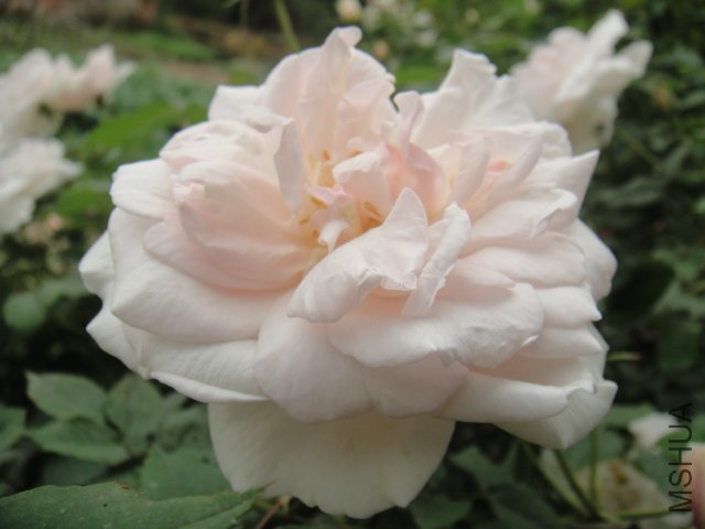 DSC01396.JPG