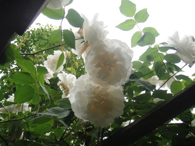 DSC01407.JPG