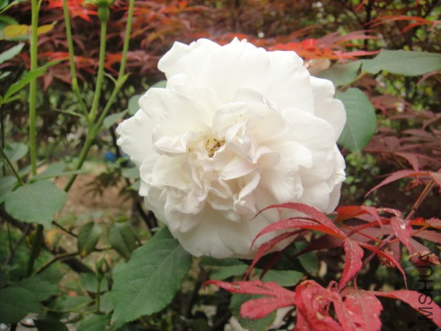 DSC01402.JPG