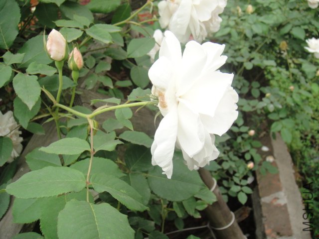 DSC01411.JPG