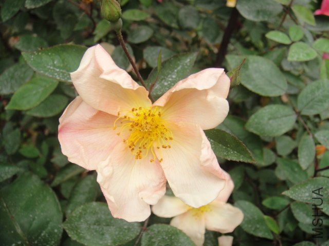 DSC01350.JPG