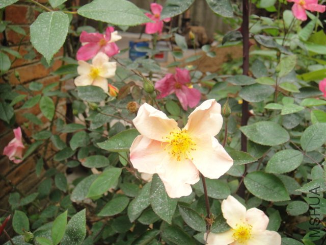 DSC01351.JPG