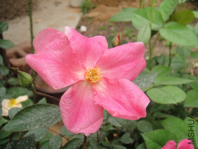 DSC01352.JPG