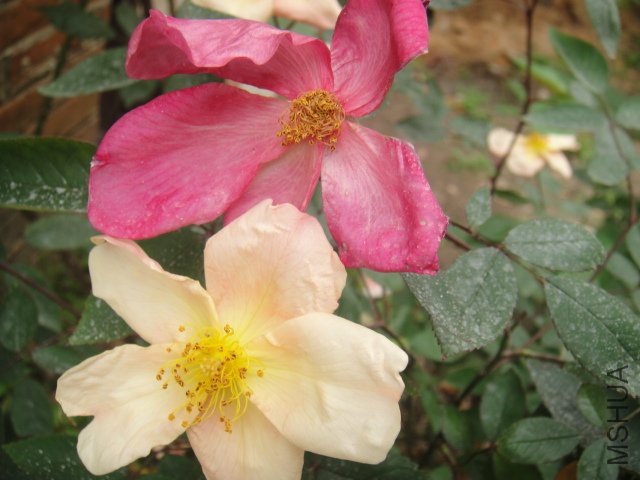 DSC01353.JPG