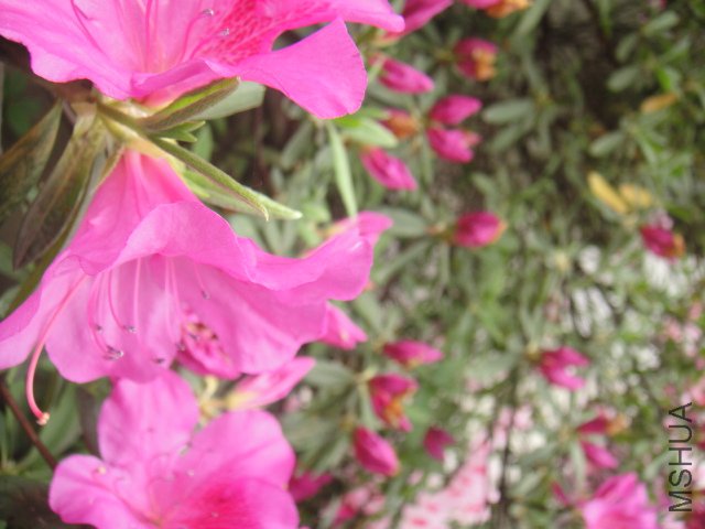 DSC01376.JPG