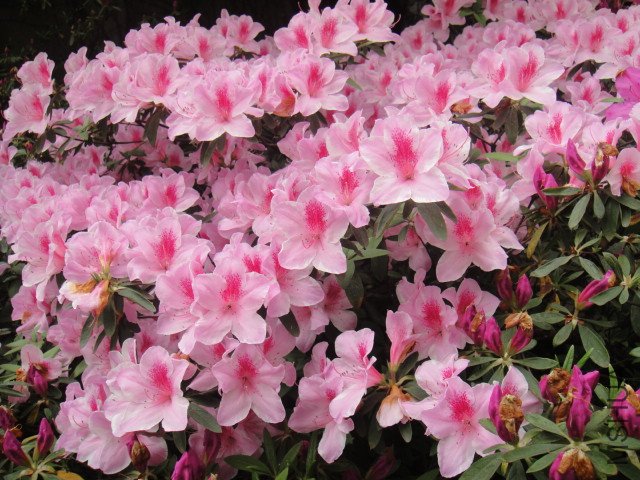 DSC01375.JPG