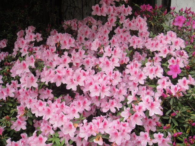DSC01366.JPG