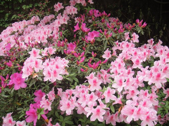 DSC01365.JPG