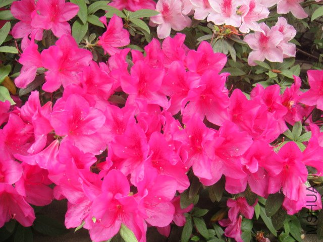 DSC01370.JPG