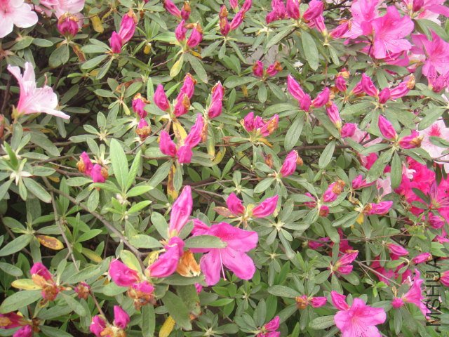 DSC01373.JPG