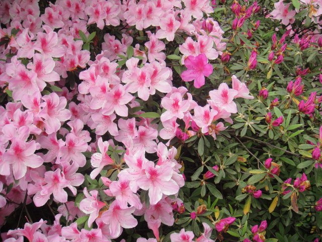 DSC01368.JPG