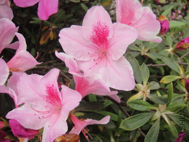 DSC01377.JPG