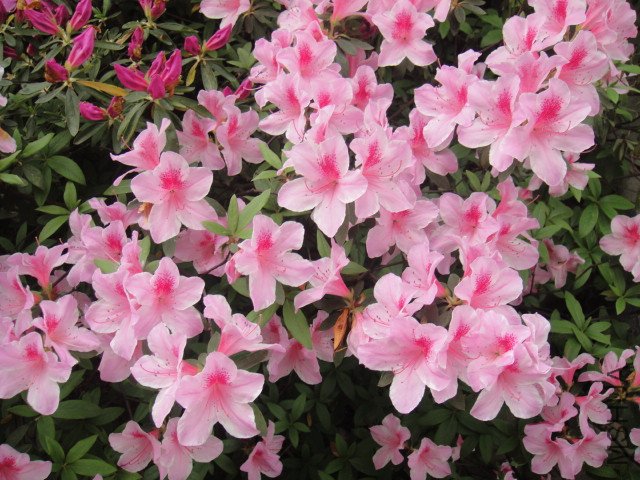 DSC01378.JPG