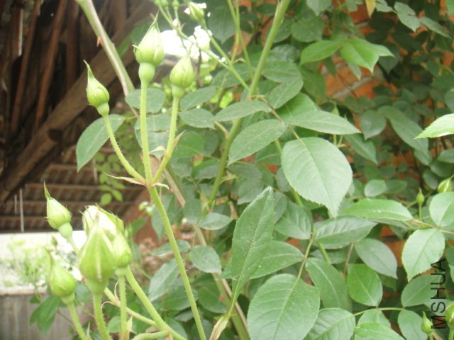 DSC01357.JPG