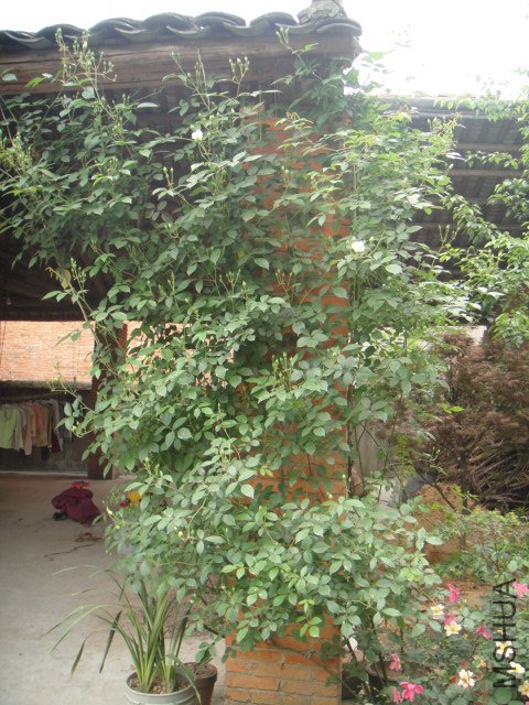 DSC01356.JPG