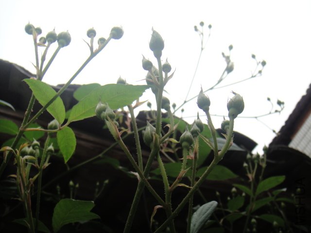 DSC01358.JPG