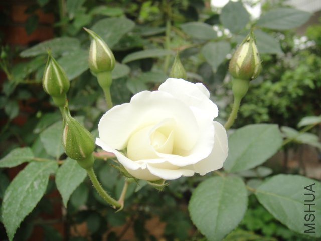 DSC01355.JPG