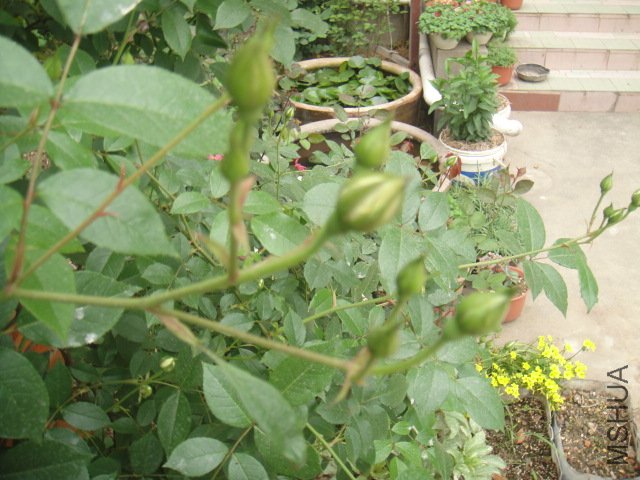 DSC01359.JPG