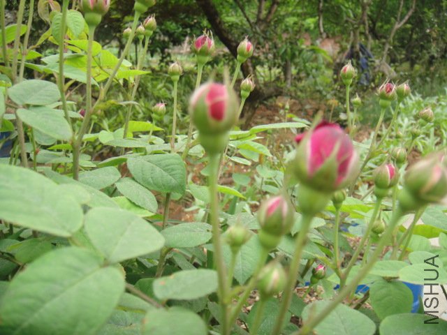 DSC01361.JPG