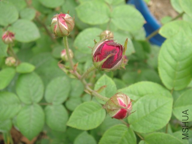 DSC01363.JPG