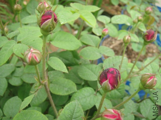 DSC01364.JPG