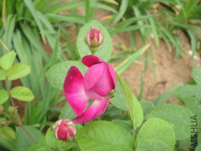 DSC01362.JPG