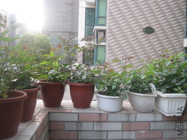 IMG_0557.JPG