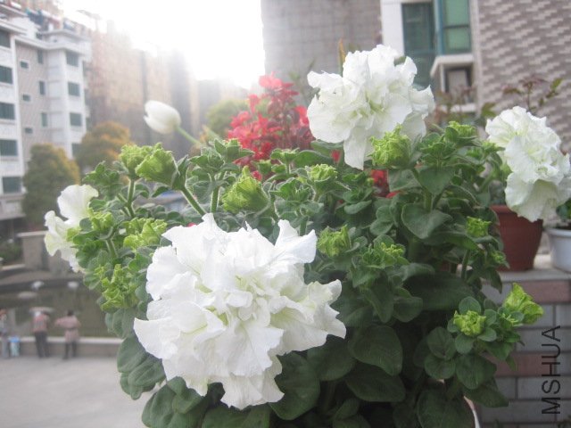 IMG_0556.JPG