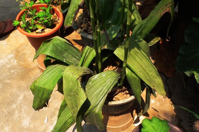 DSCF8914.jpg