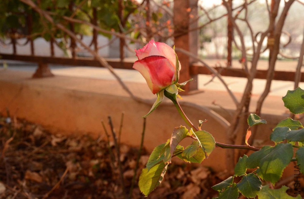 DSC_2085.JPG