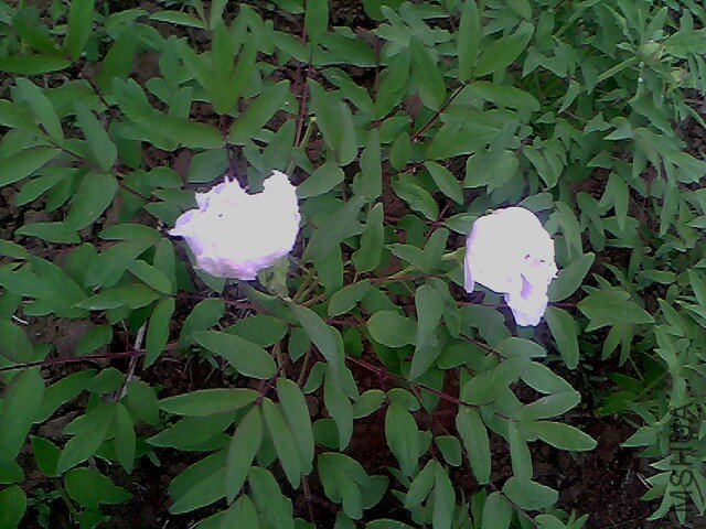 IMG0351A.jpg