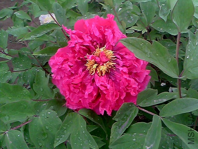 IMG0348A.jpg