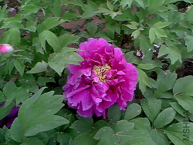 IMG0349A.jpg
